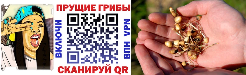 Псилоцибиновые грибы прущие грибы  купить наркотики цена  blacksprut маркетплейс  Кандалакша 